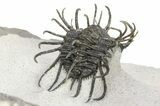 Spiny Koneprusia Trilobite With Austrops - Ofaten, Morocco #268857-7